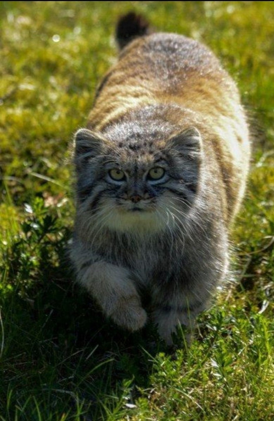 Лесной кот Манул