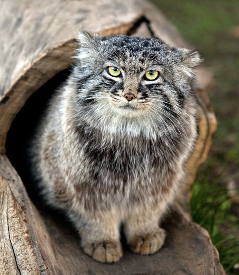 Манул (палласов кот)