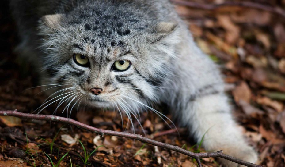 Кот Манул