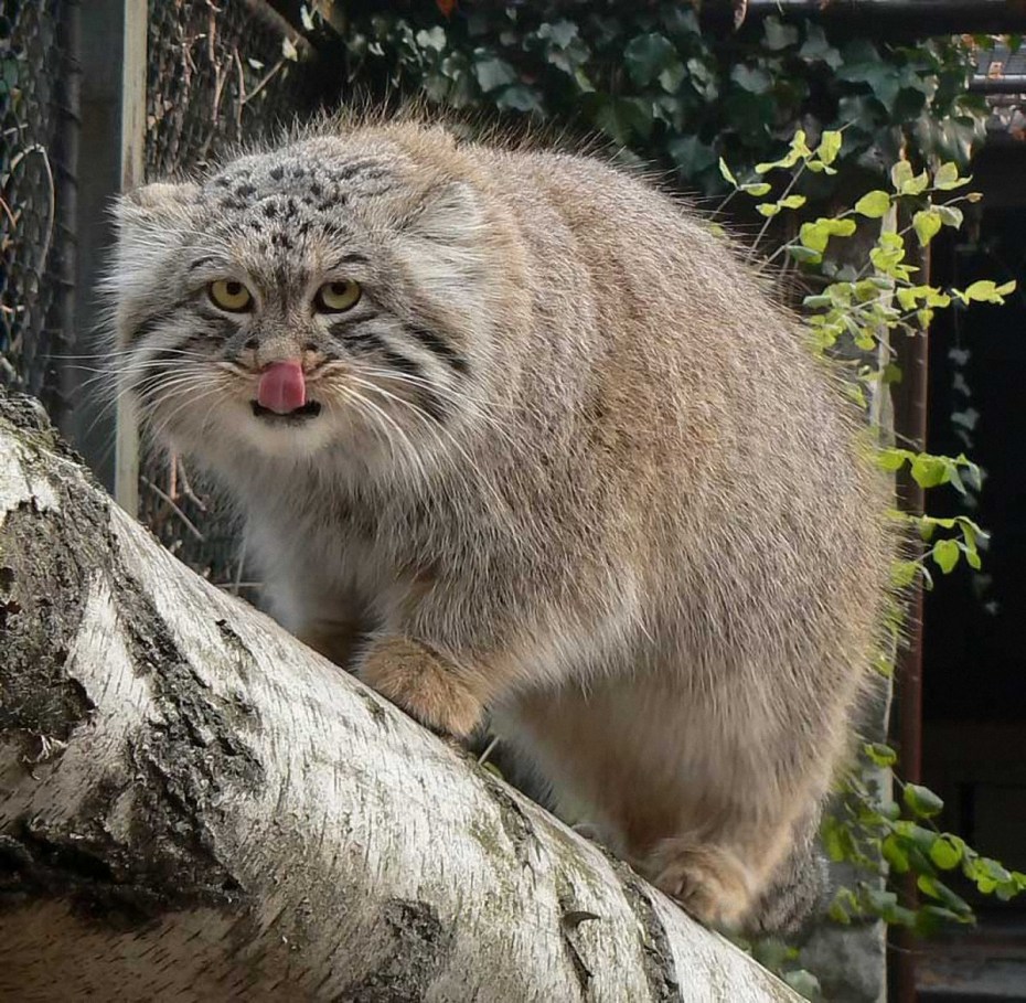 Сибирский дикий кот Манул