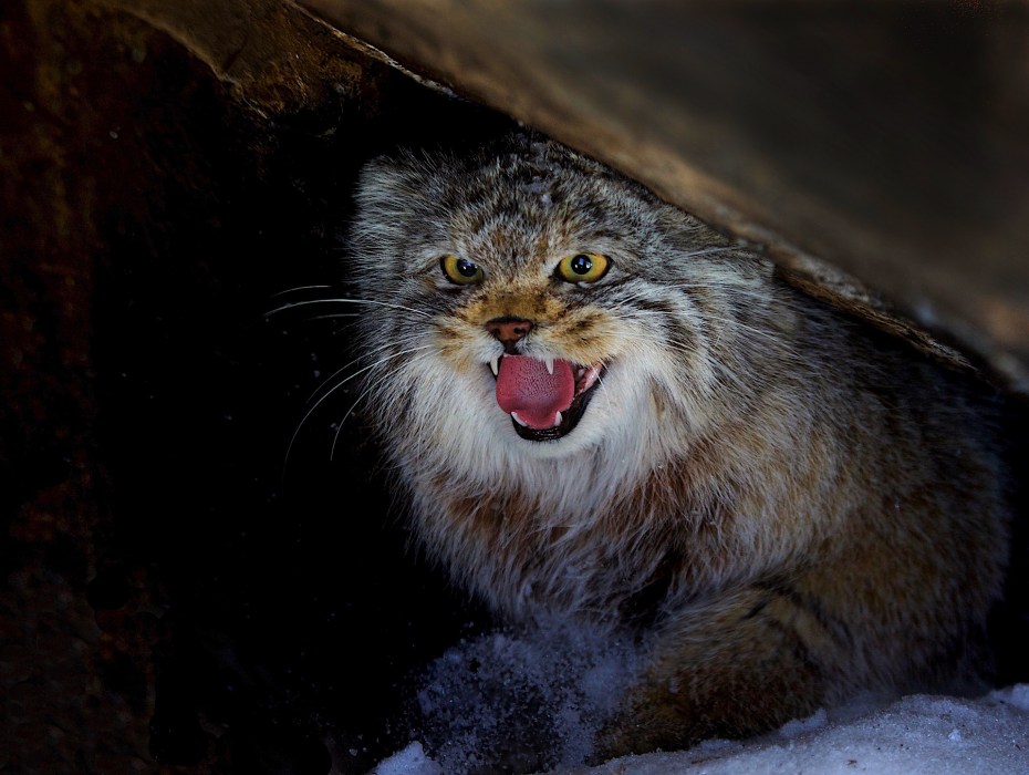 Кот Манул