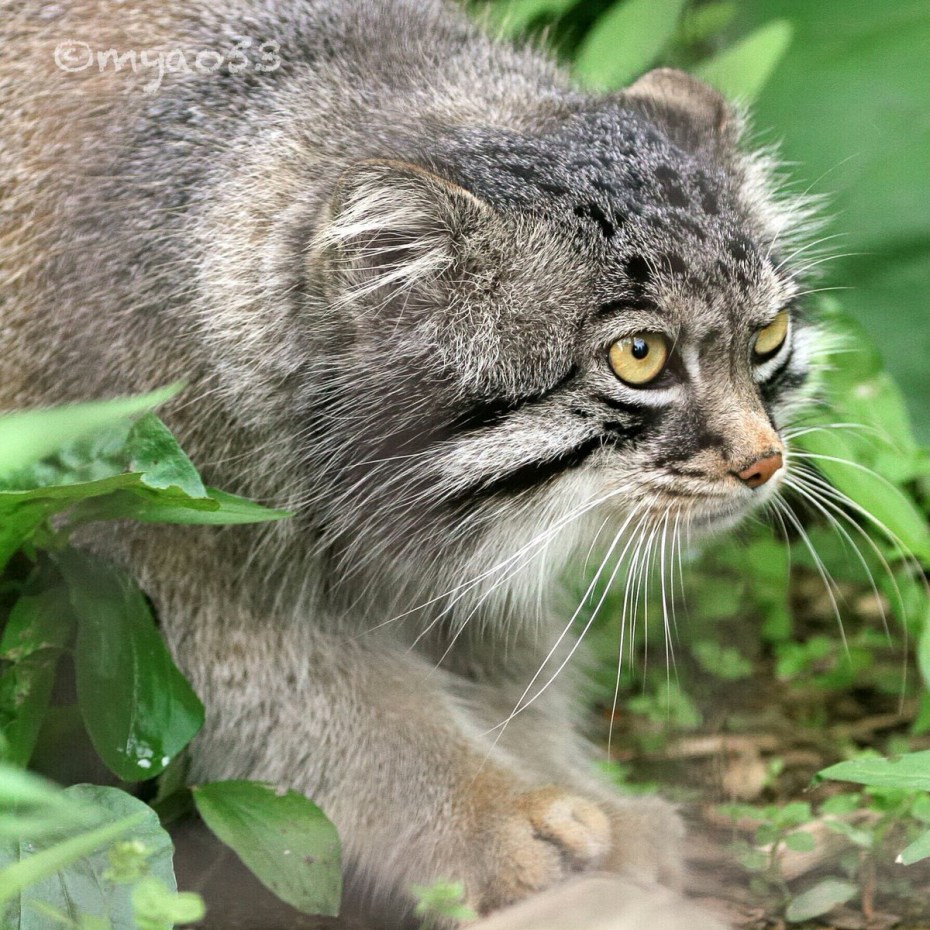 Лесной кот с человеком Манул