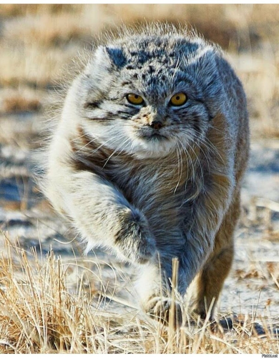 Манул (палласов кот)