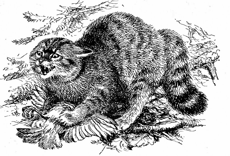 Дальневосточный Лесной кот рисунок