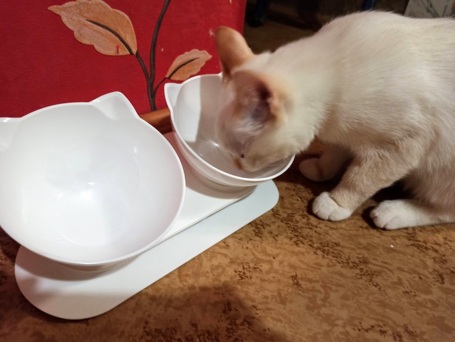 Умная поилка для кошек