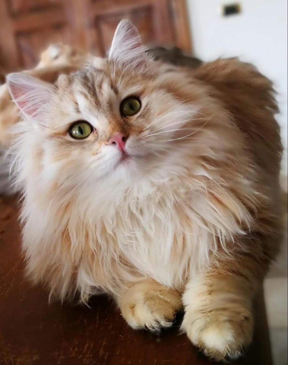 Сибирский персиковый кот