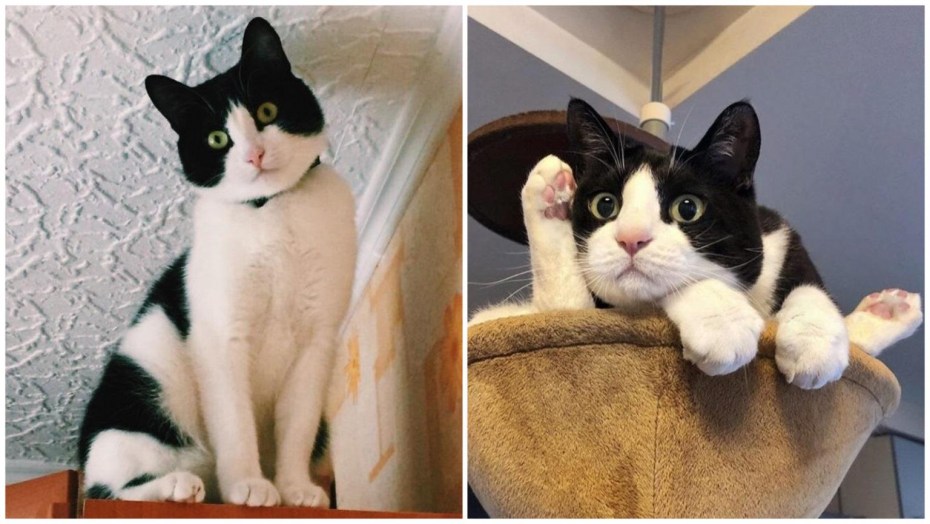 Кот Феликс в реальной жизни