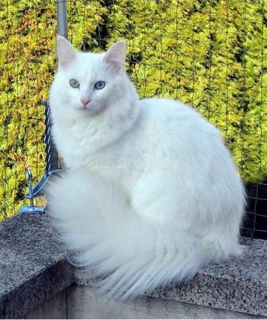 Кошка турецкая ангора белая