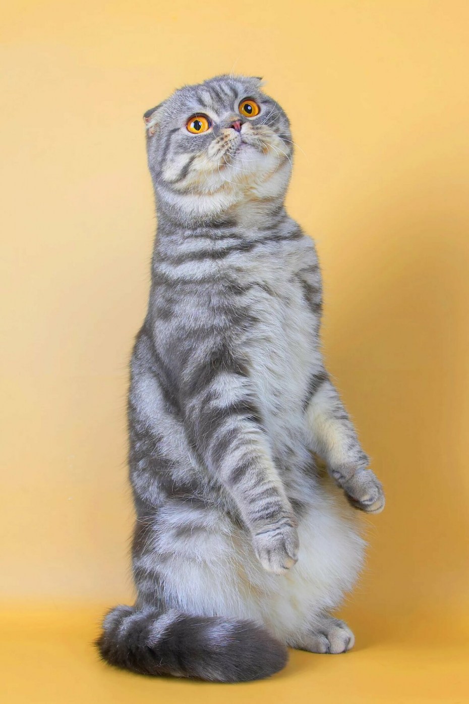 Шотландский вислоухий скоттиш