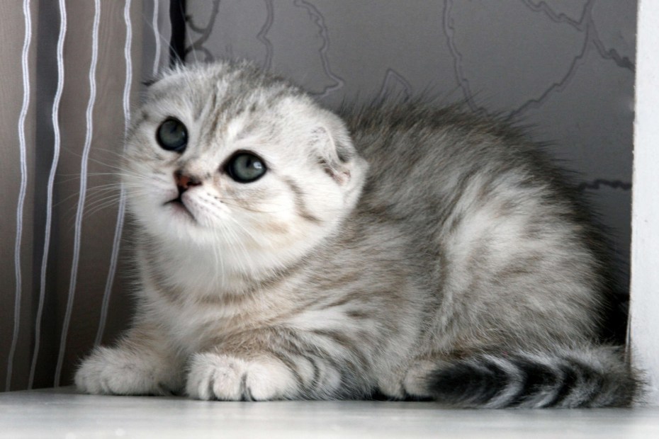 Скоттиш фолд котята