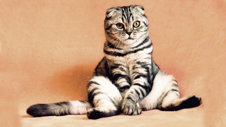 Скоттиш фолд мраморный табби