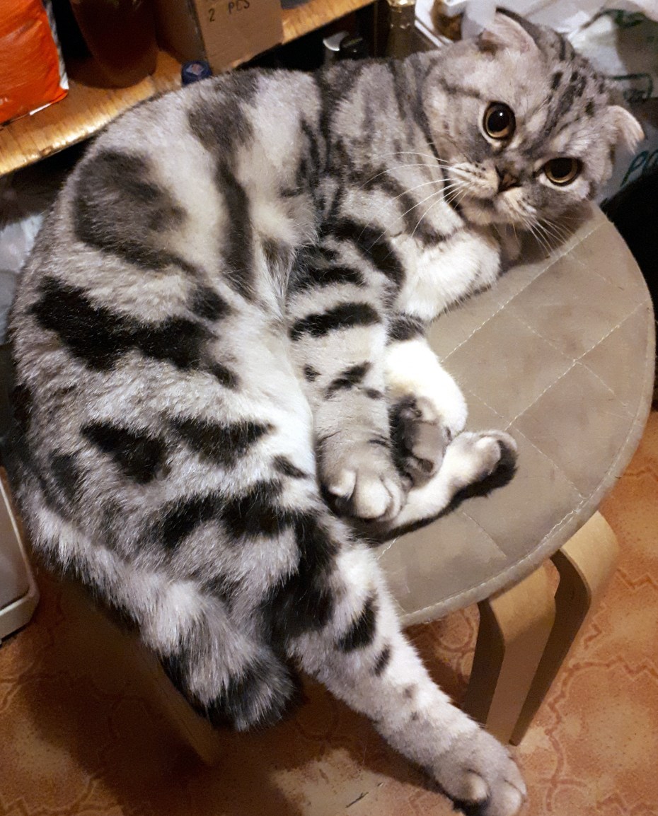 Шотландская вислоухая кошка