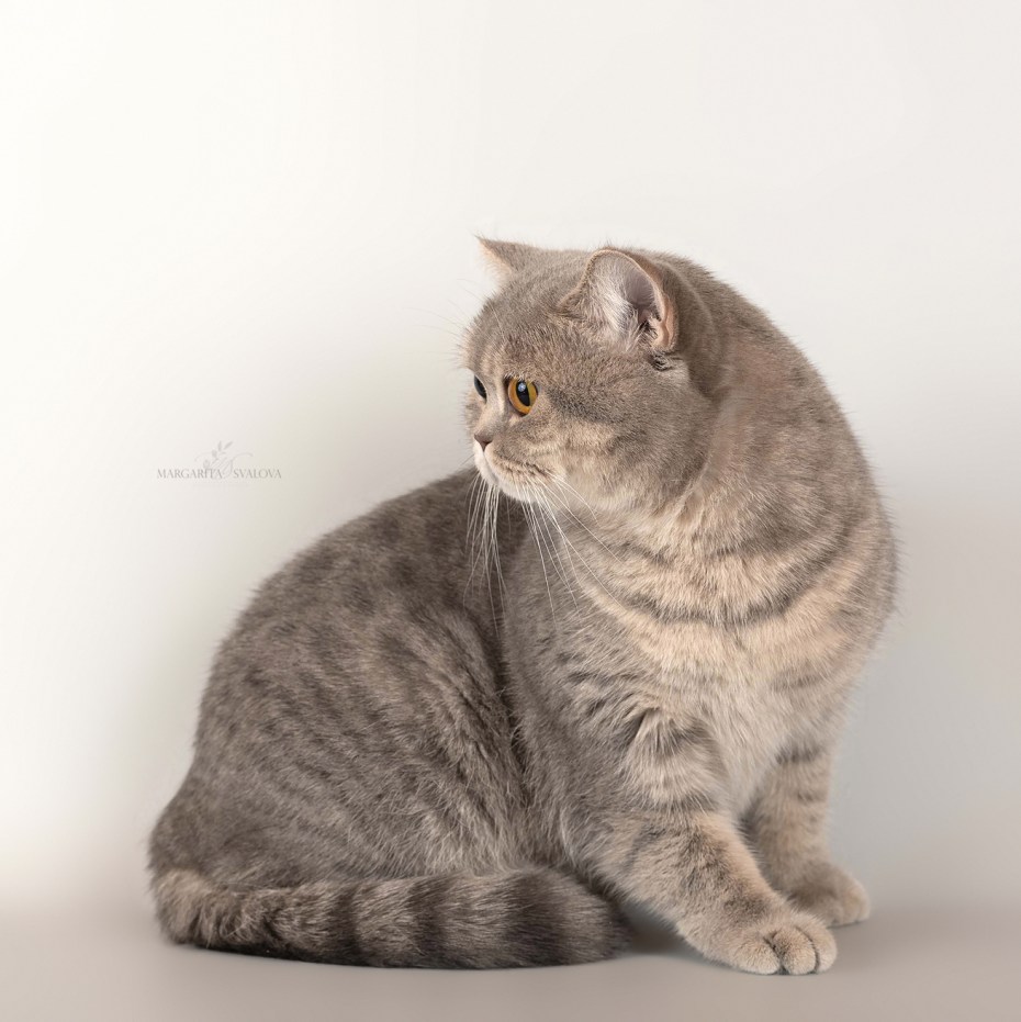 Котята британцы