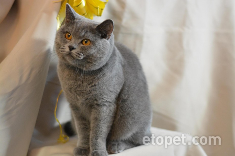 Шотландская вислоухая кошка описание