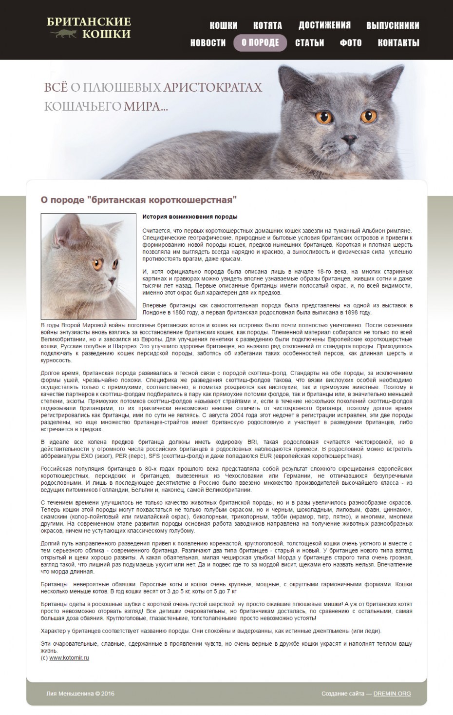 White Queen питомник британских кошек