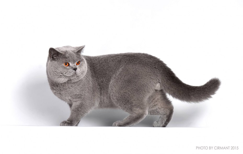 Британская кошка