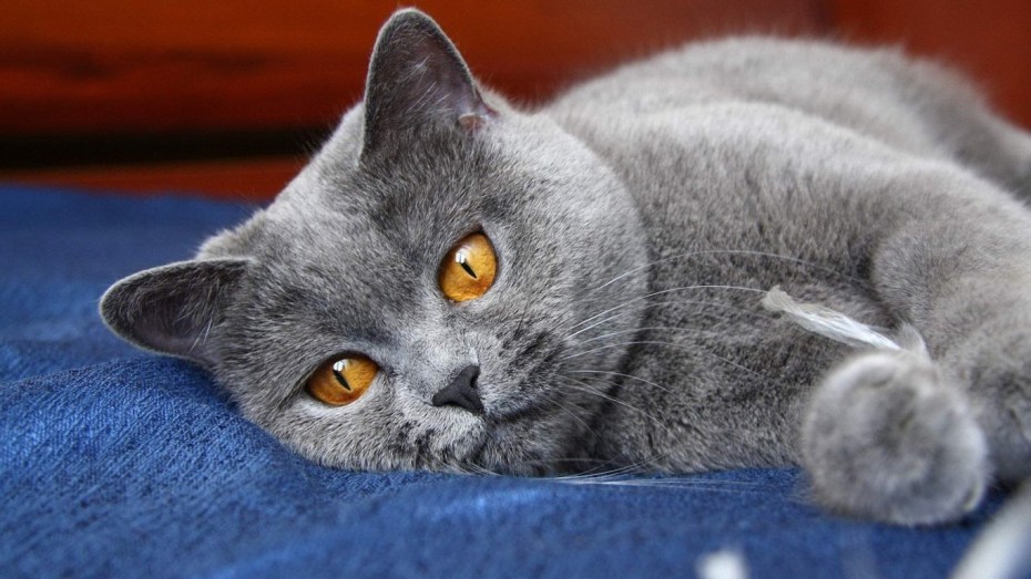 Британский короткошерстный кот