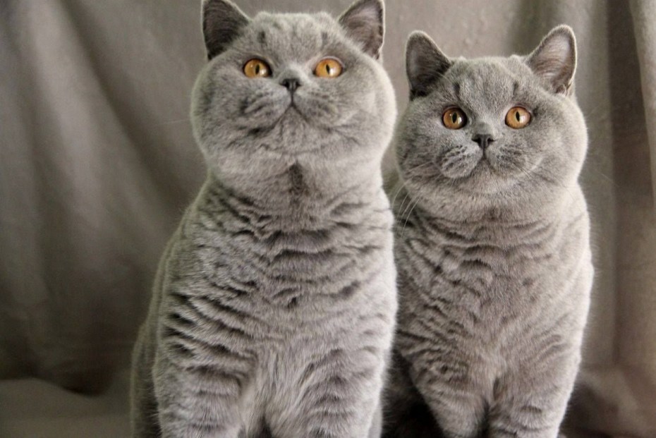 Британская кошка злая