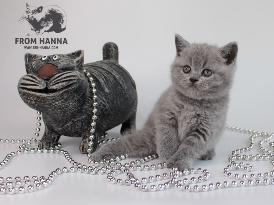 Сильвия Британская кошка