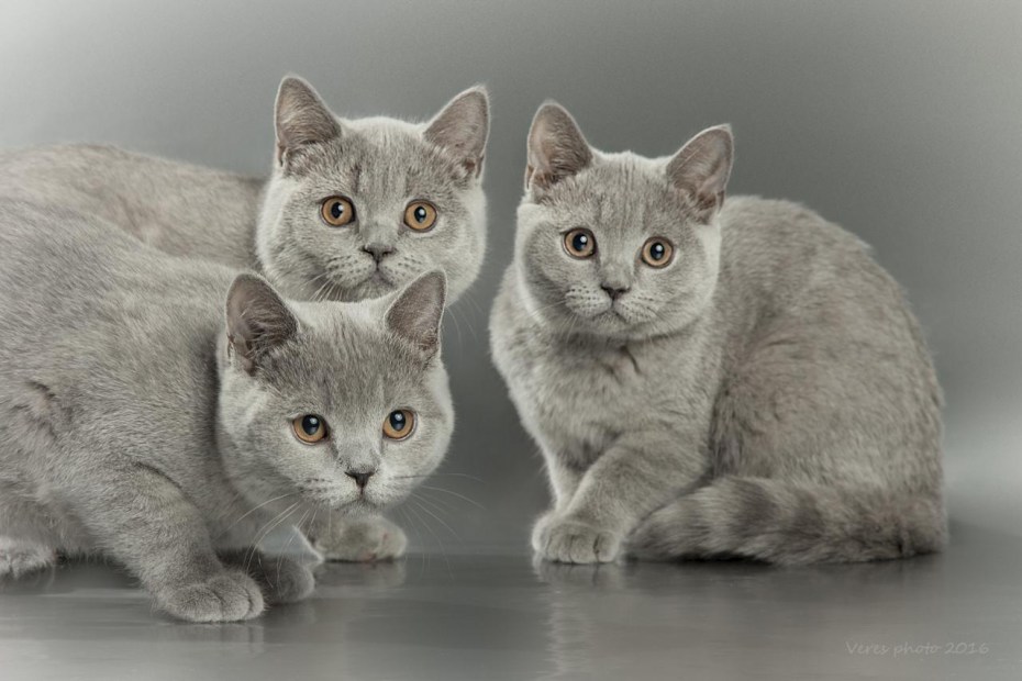 Севастополь купить котенка британца