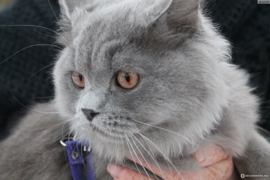 Британский кот шипит