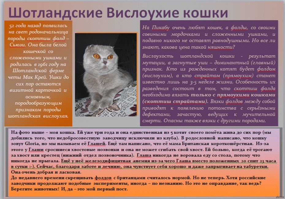 Кошки британцы описание породы фото