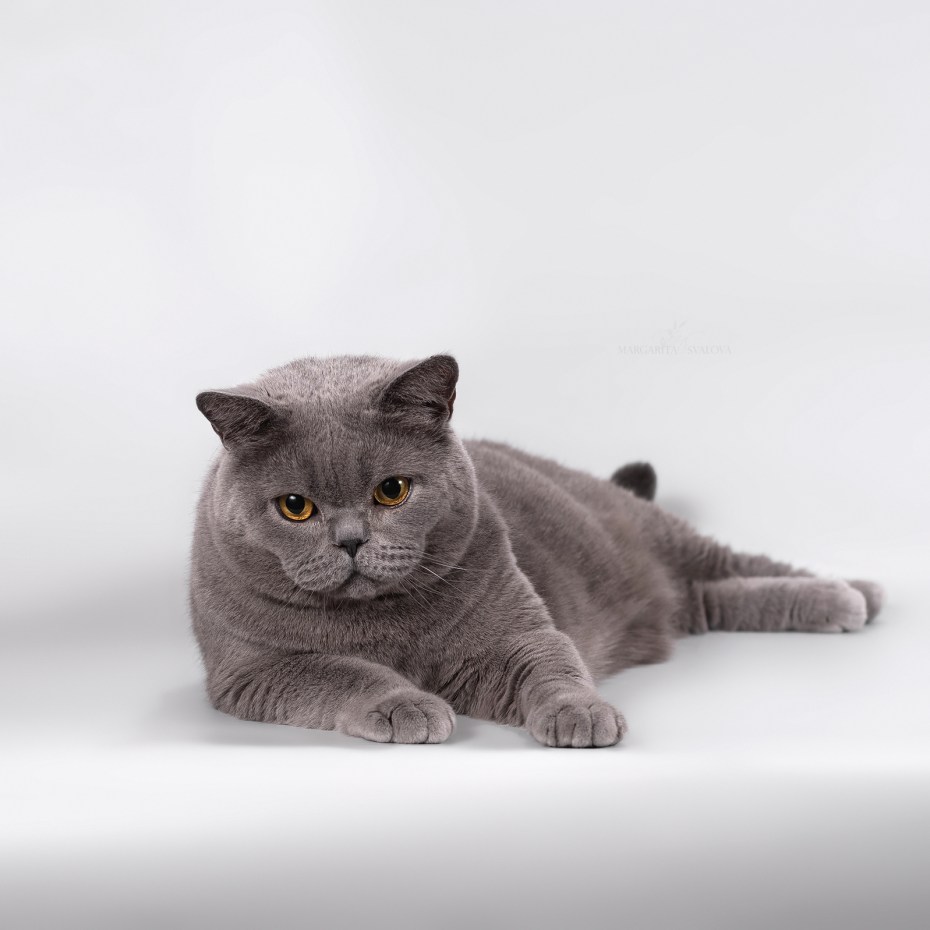 Кот Басик фото