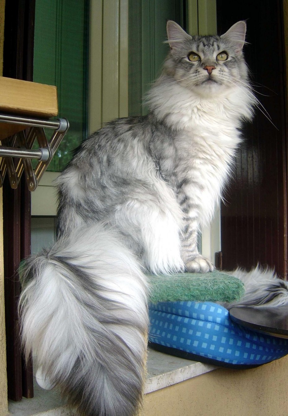 Мейн кун серый котенок