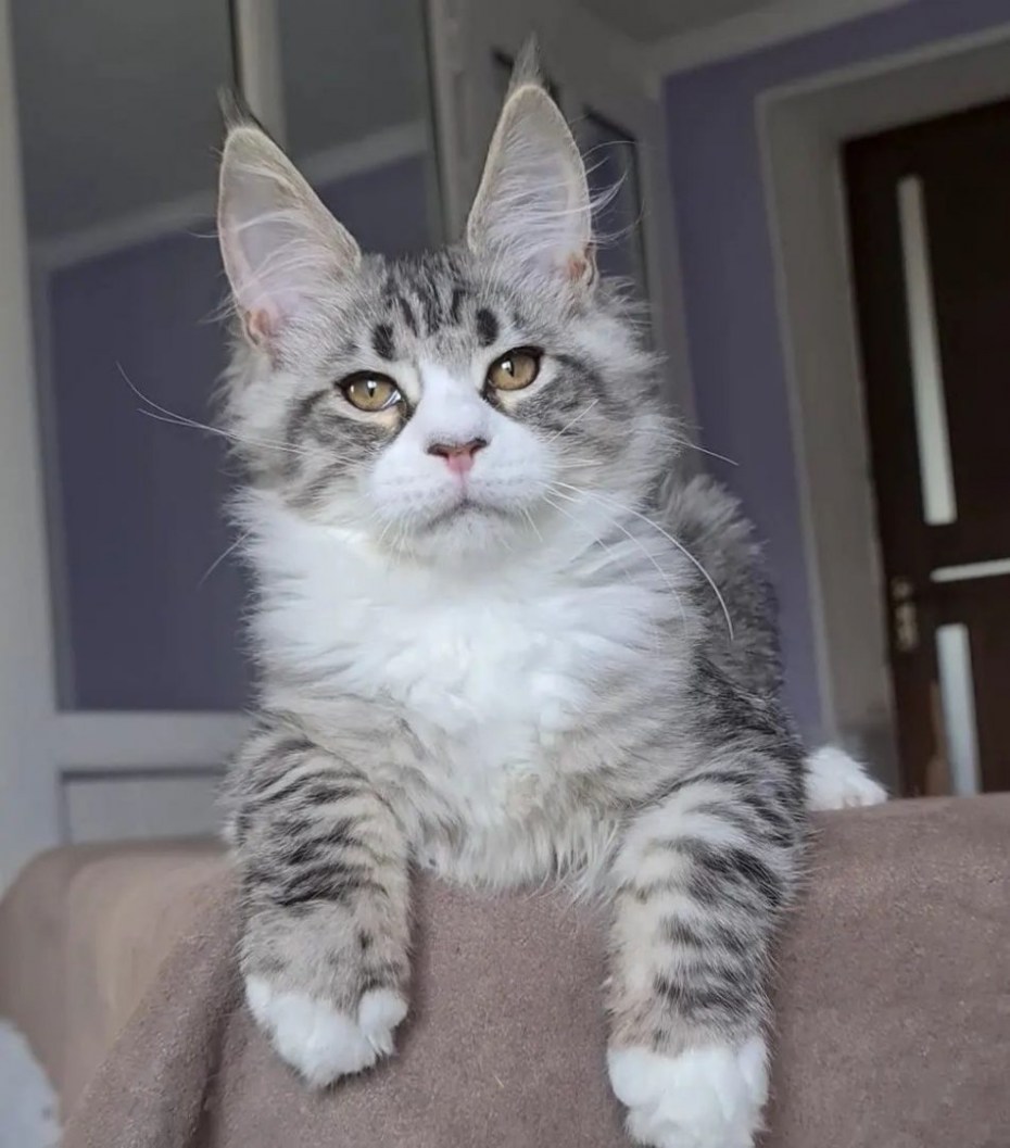 Котëнок Мэйн кун 4 месяца