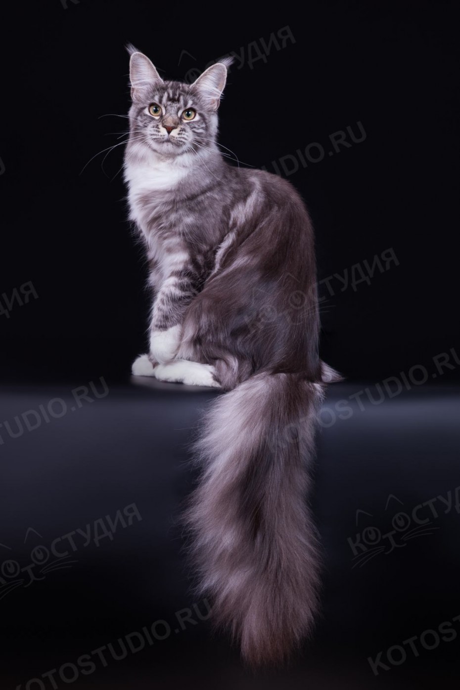 Мейн кун самка
