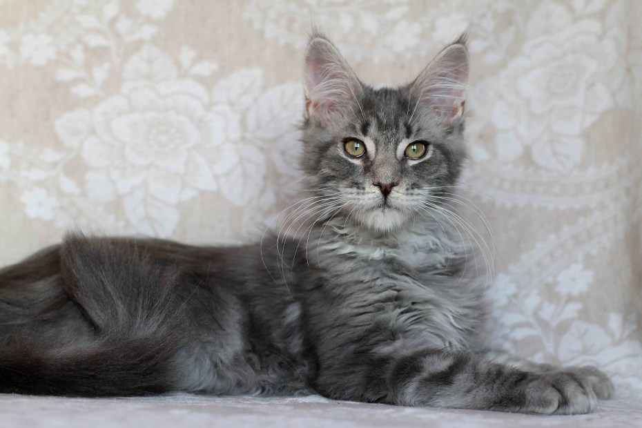 Кошка Мейн кун серая