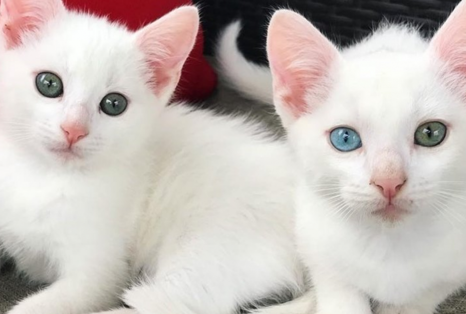 Котята альбиносы