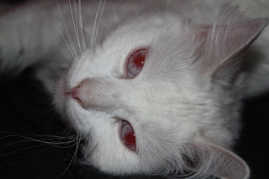 Кот альбинос