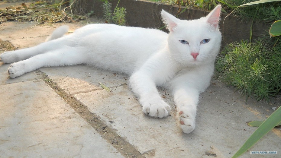Кот британец альбинос
