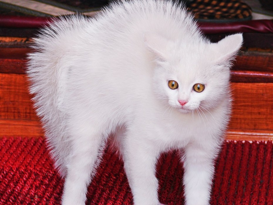 Сибирская кошка альбинос
