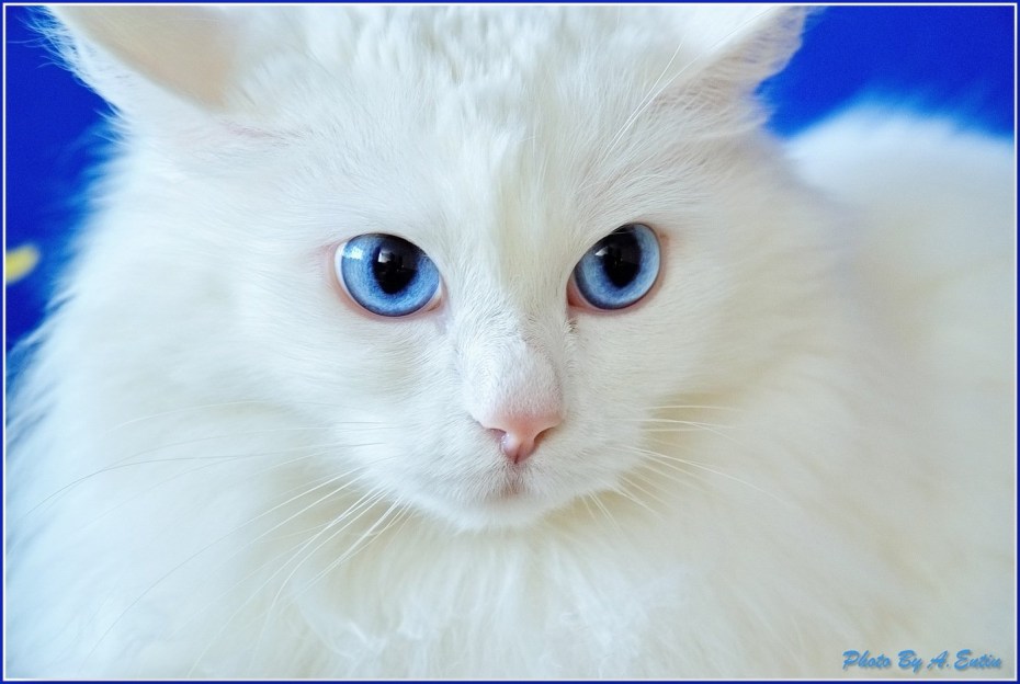 Кошки альбиносы