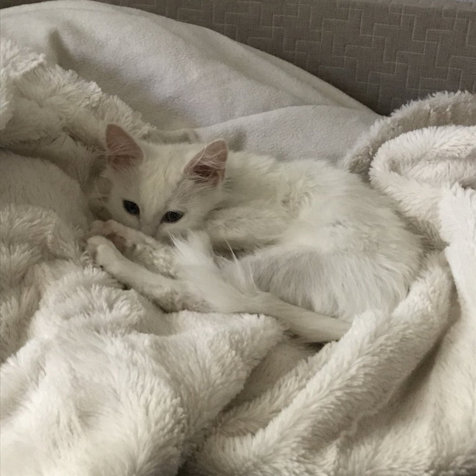 Кот британец альбинос