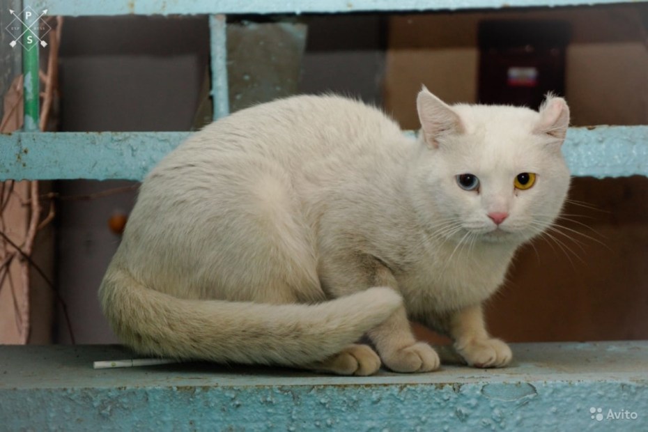 Котик альбинос