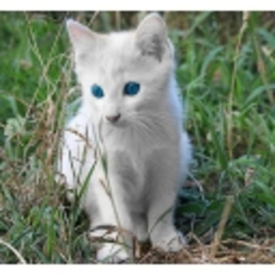 Кошки альбиносы
