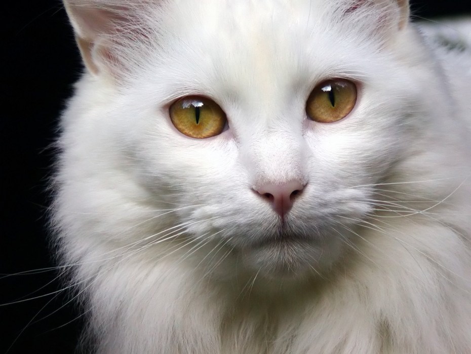 Сибирская кошка альбинос