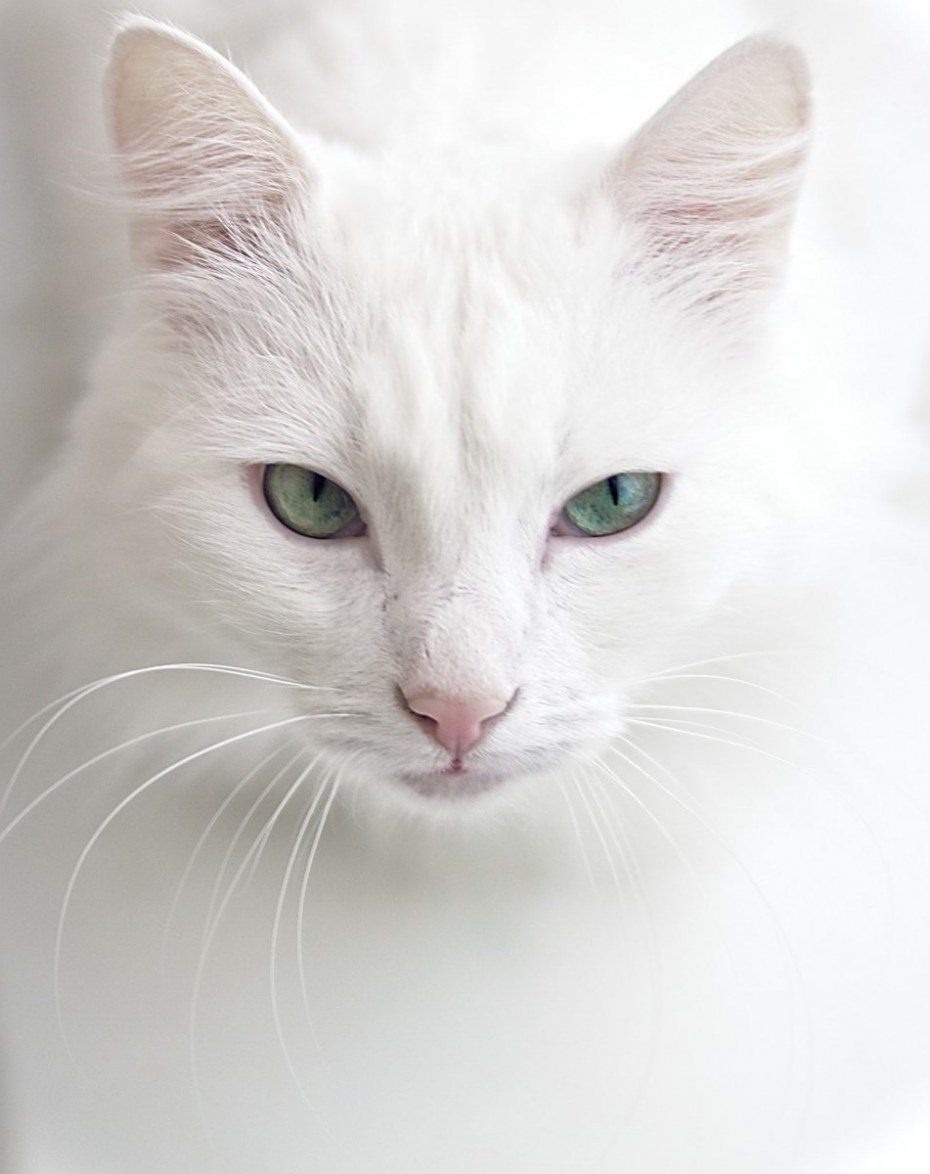 Альбинизм у кошек