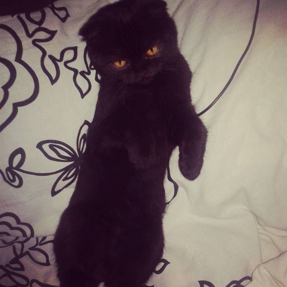 Вислоухий персидский кот черный