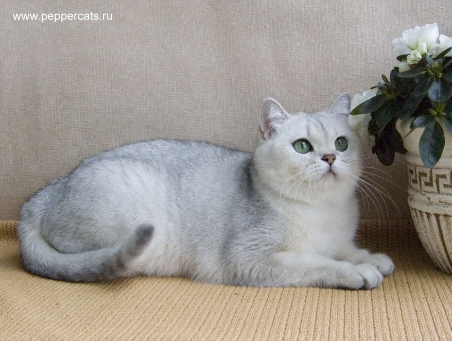 Британская шиншилла затушеванная
