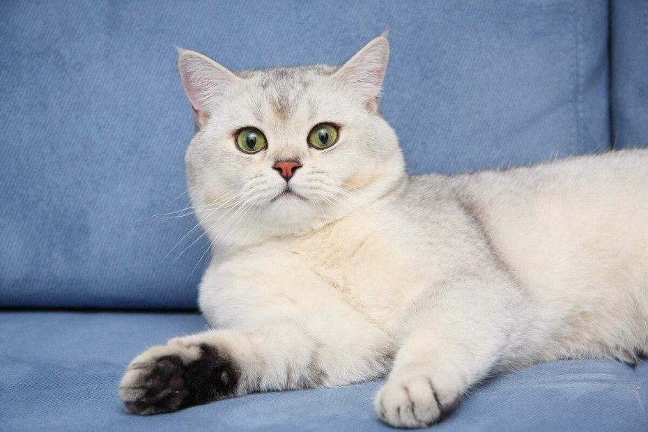Британский кот шиншилла серебристая затушеванная