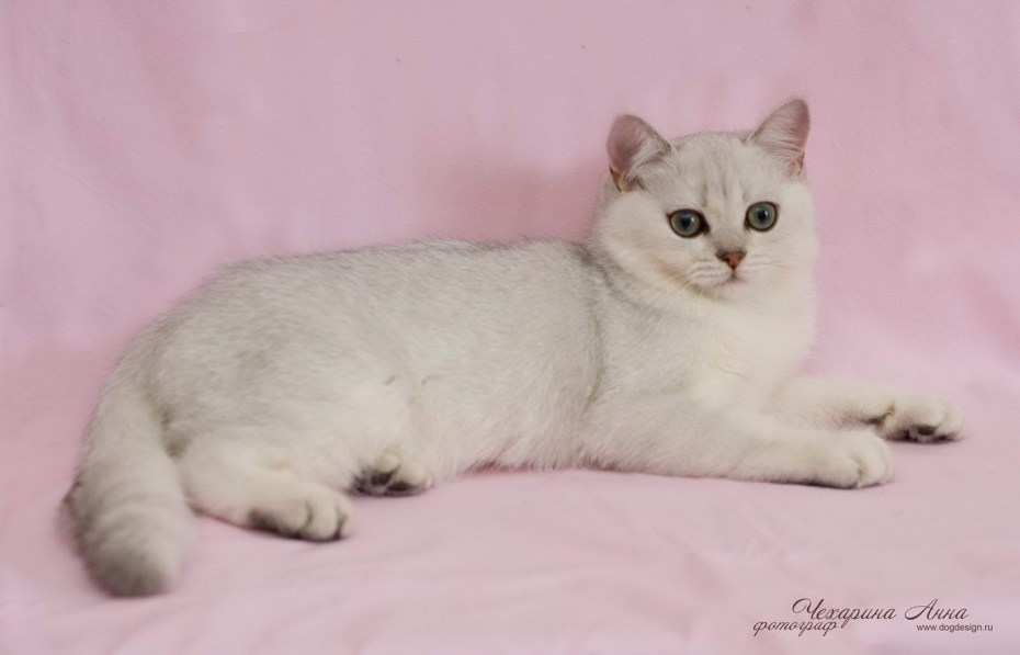 Бурмилла шиншилла