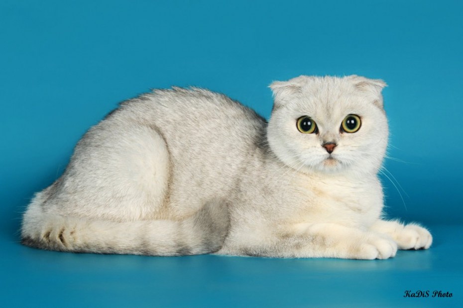 Британский кот шиншилла
