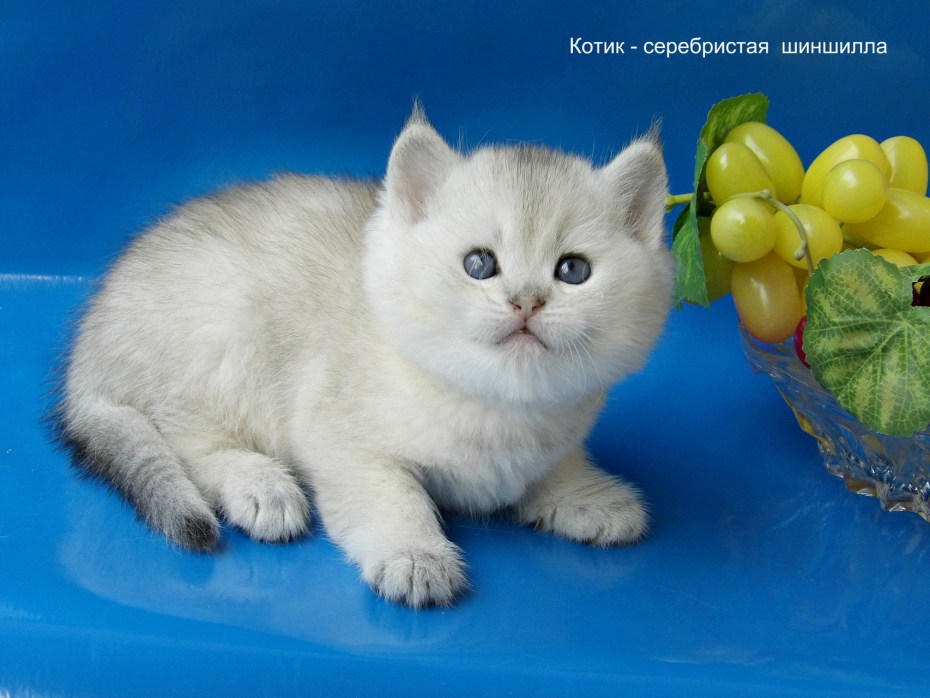 Британская шиншилла затушеванная
