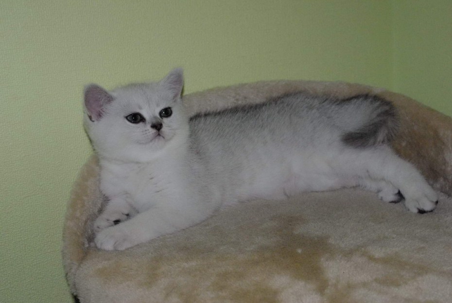 Британские котята серебристая шиншилла
