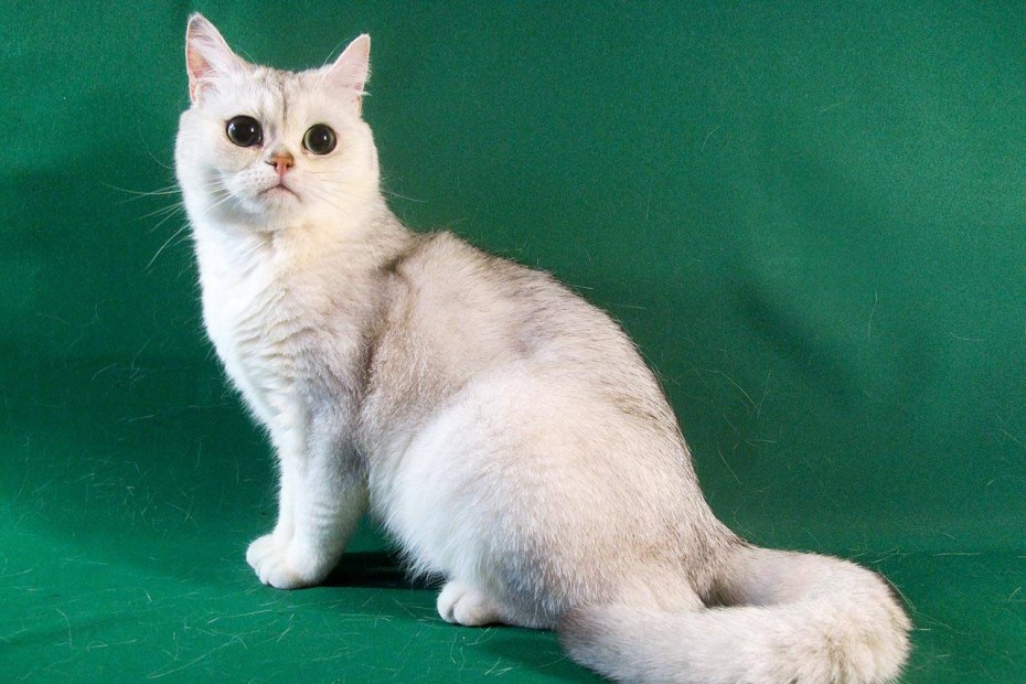 Британская шиншилла окрасы
