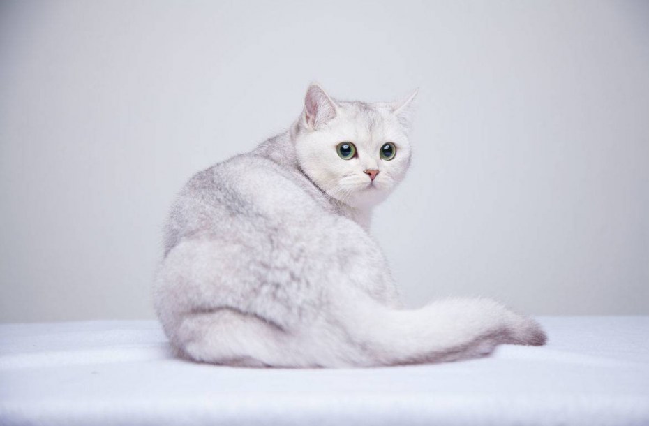 Шотландская серебристая шиншилла